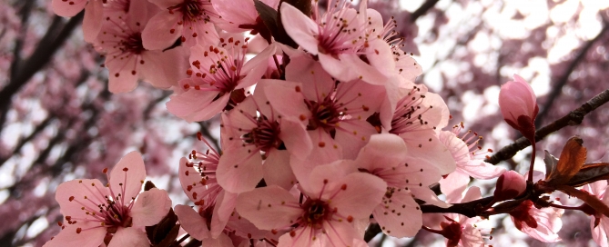 Cherry blossoms in the Spring